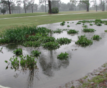 Figure 13. Wetlands can provide temporary storage for stormwater
